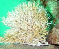 Photo: M. Levin; Click for anothe, larger colony by Ben-Tov